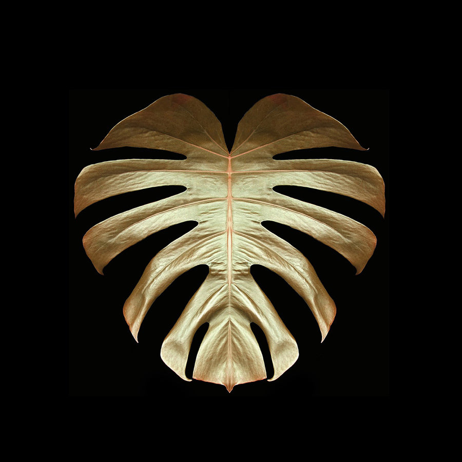 Gold Leaf VI archival giclée print by Alyson Fennell