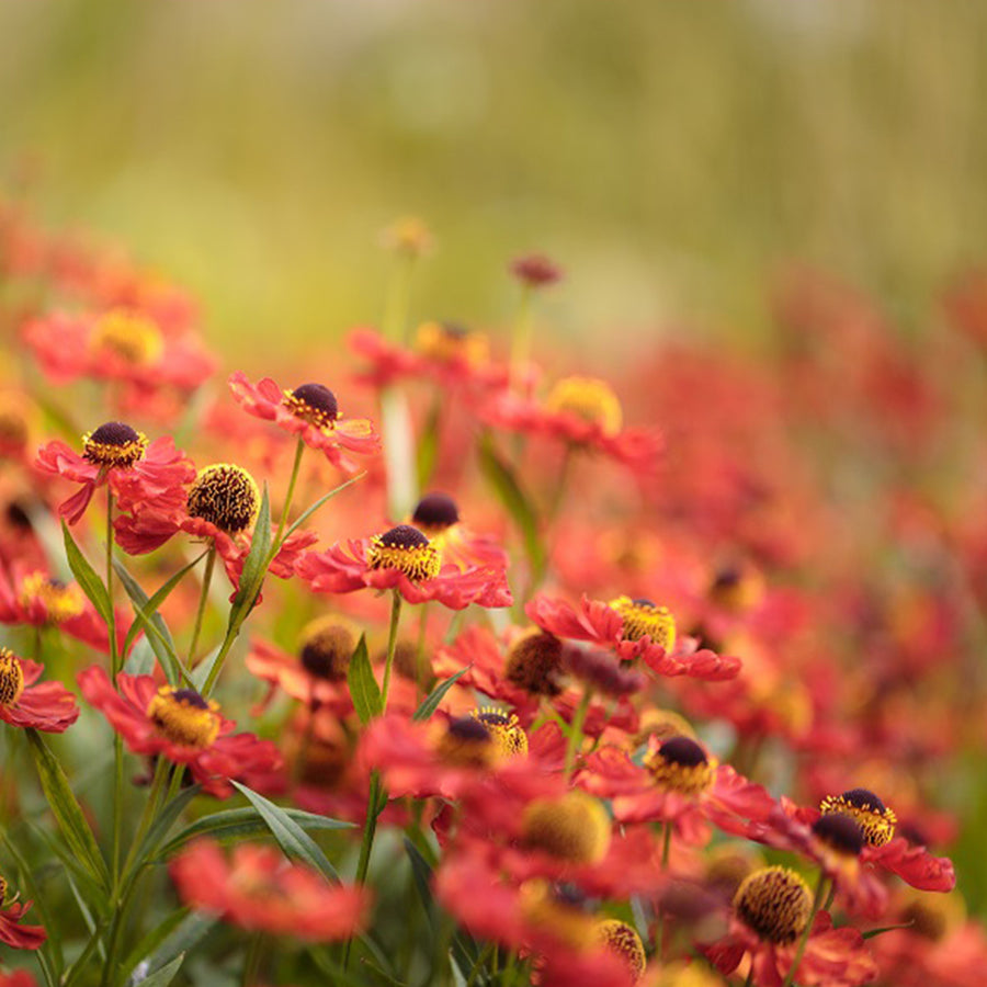 Centenary garden 38 archival giclée print by Cathryn Baldock