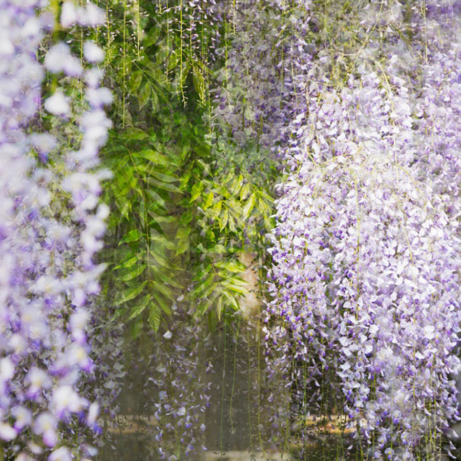 Wisteria Garden 12 archival giclée print by Cathryn Baldock