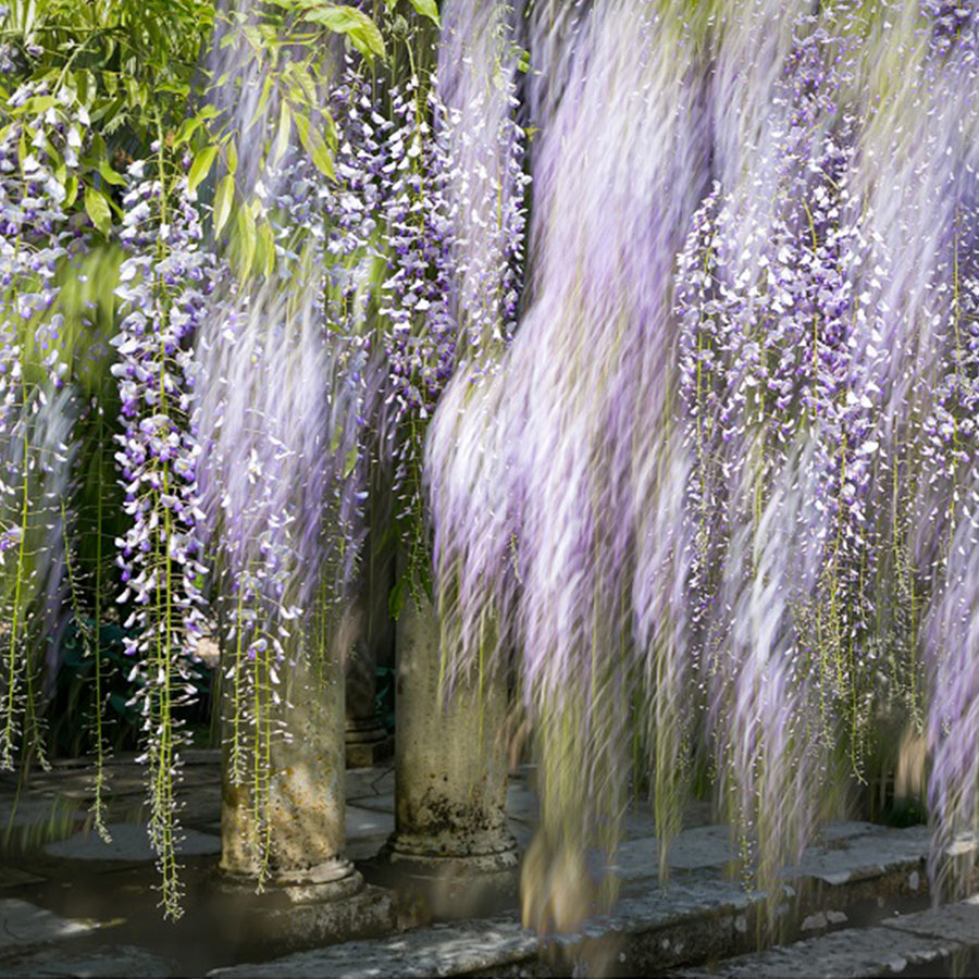 Wisteria Garden 13 archival giclée print by Cathryn Baldock
