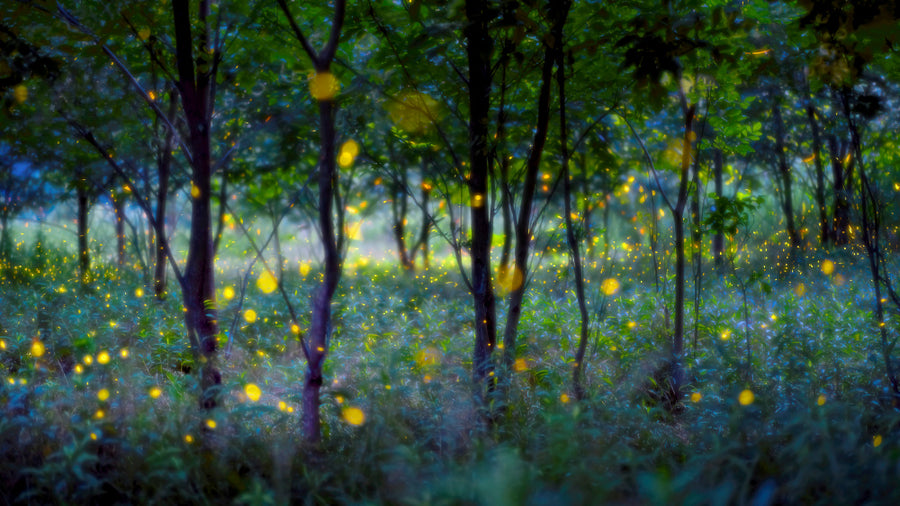 Magical Firefly Forest archival giclée print by Hua Zhu