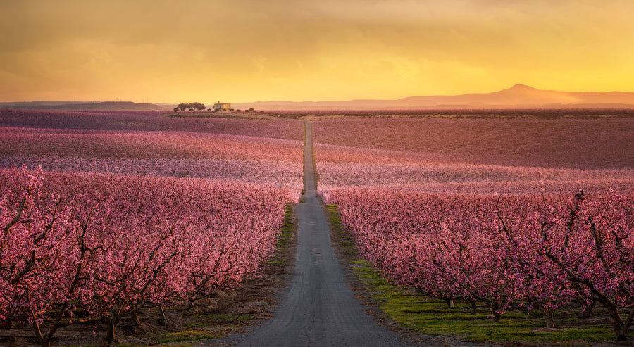 Golden Hour Peach Orchard archival giclée print by Joaquin Guerola