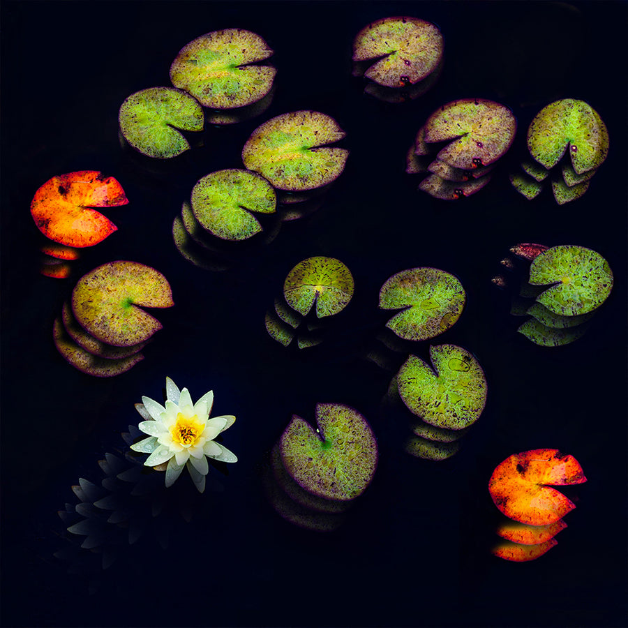 Lily Pads 2 archival giclée print by Cathryn Baldock