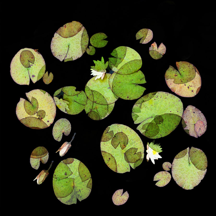 Lily Pads 3 archival giclée print by Cathryn Baldock