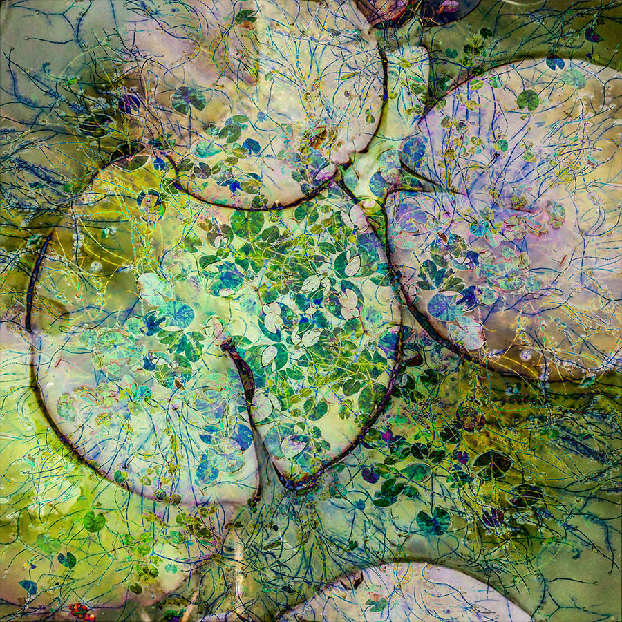 Lily Pads 4 archival giclée print by Cathryn Baldock