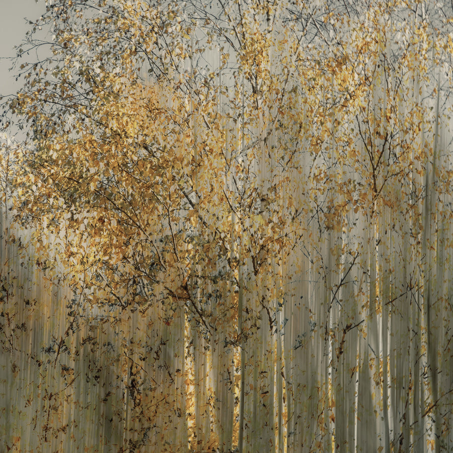 Birch Impressions archival giclée print by Nel Talen