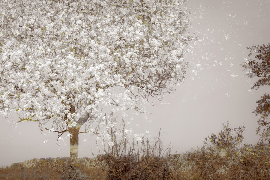 Fruit Tree archival giclée print by Nel Talen