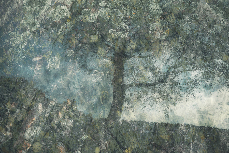 Rocks and a Tree archival giclée print by Nel Talen