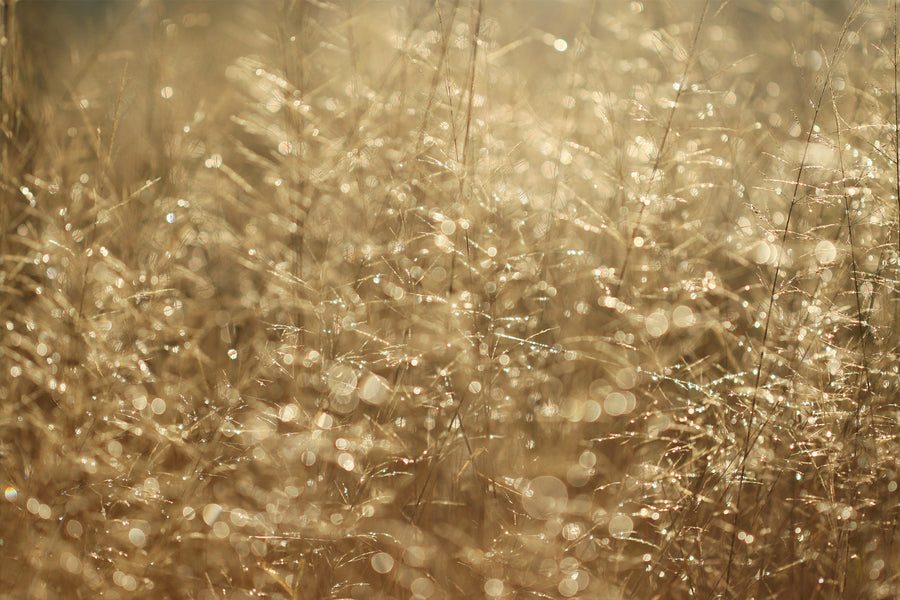 Diamonds and Gold I by Alyson Fennell