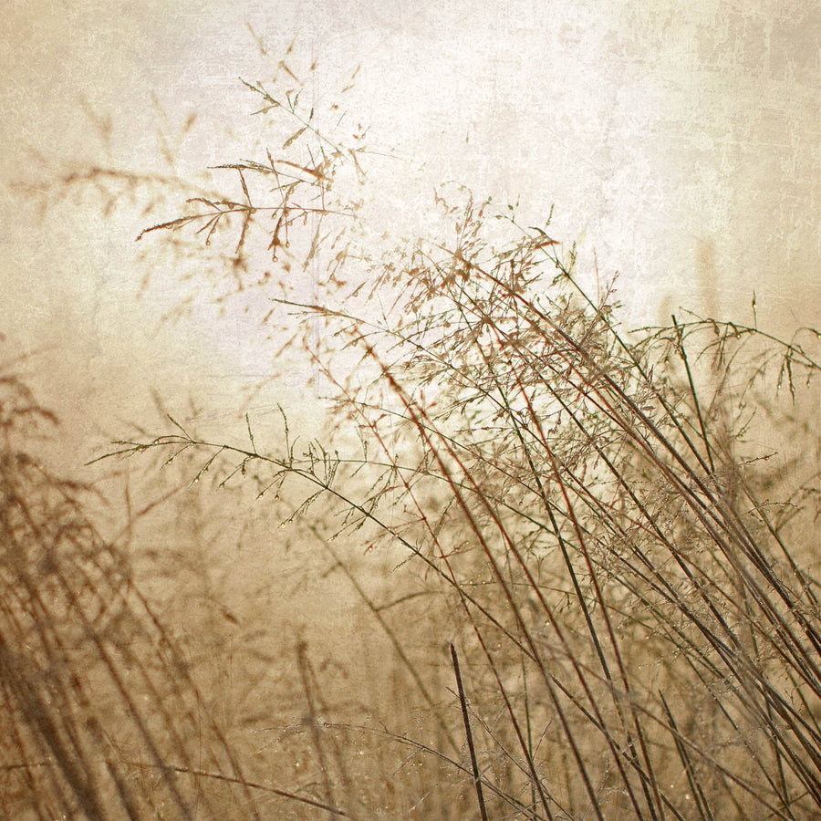 Diamonds and Gold II by Alyson Fennell