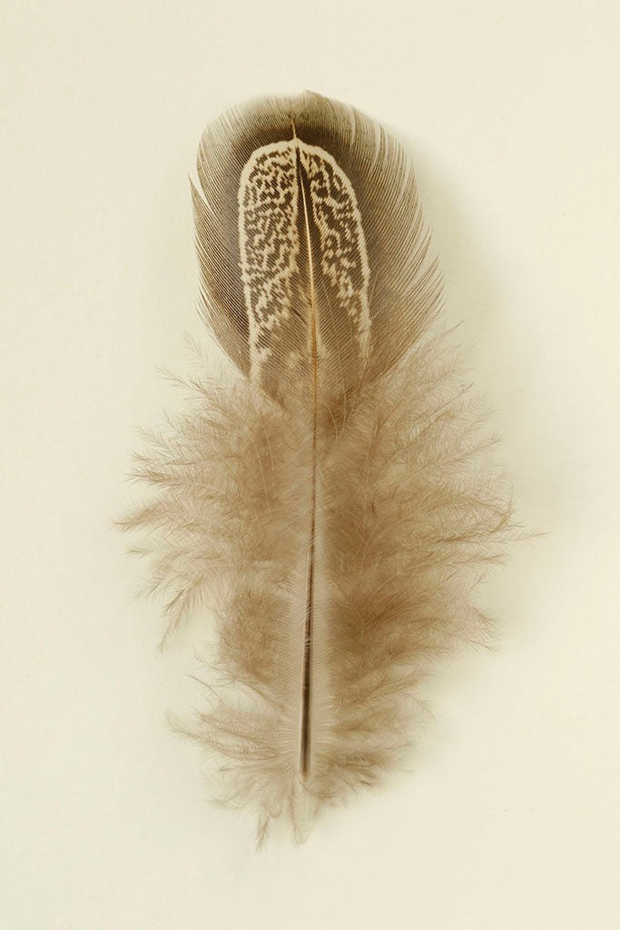 Feathers II by Alyson Fennell