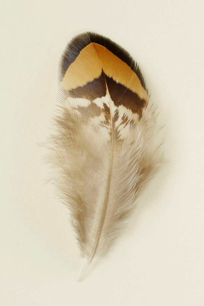 Feathers III by Alyson Fennell