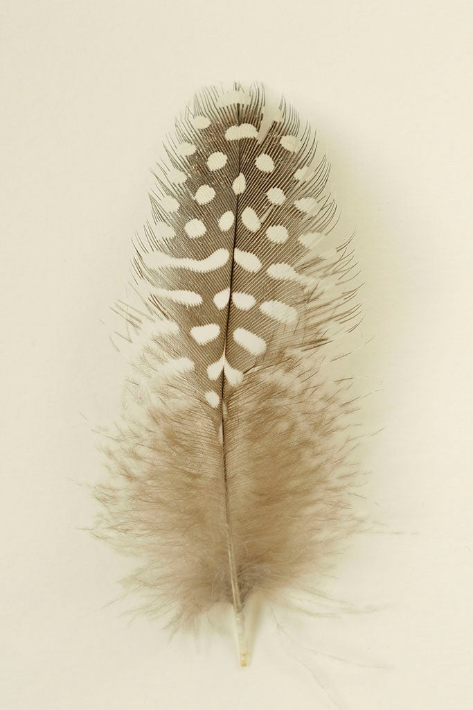 Feathers IV by Alyson Fennell