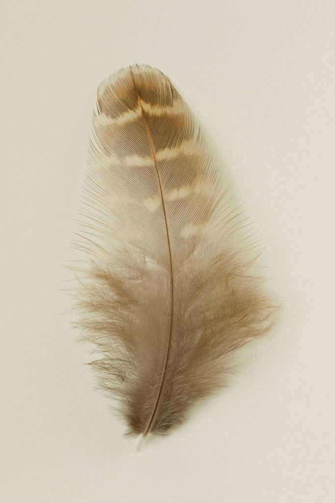 Feathers V by Alyson Fennell