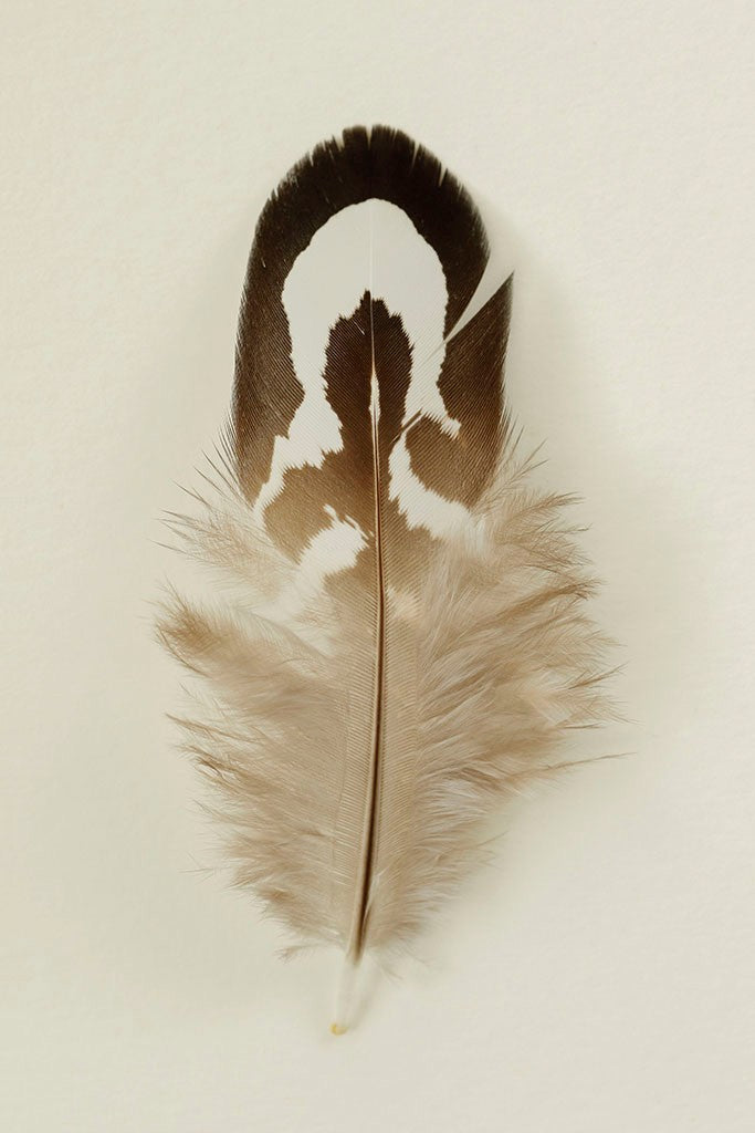 Feathers VI by Alyson Fennell