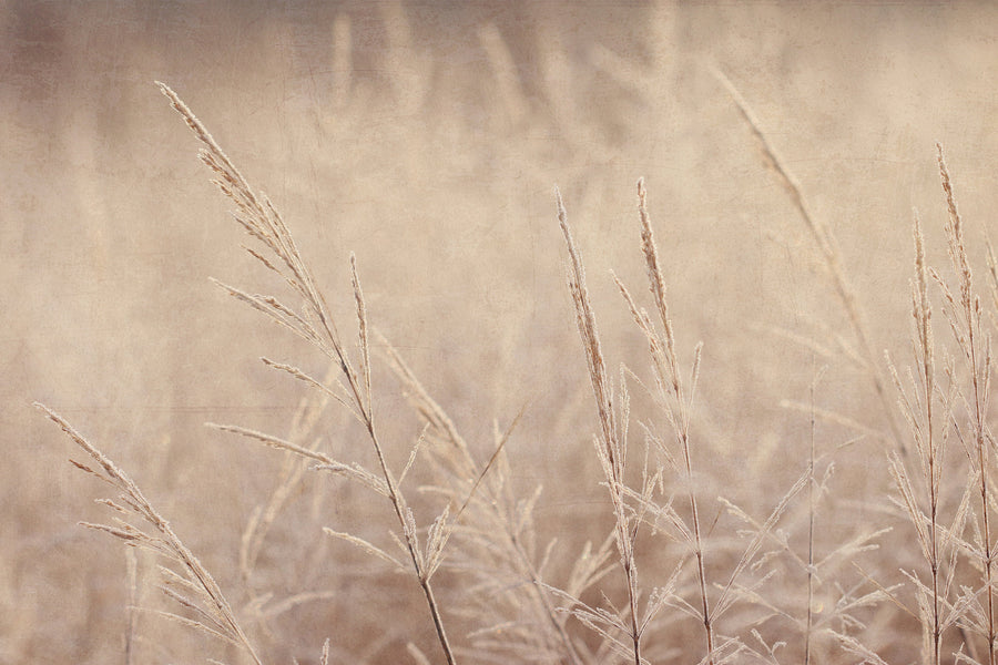 Frosty Winter Morning I by Alyson Fennell