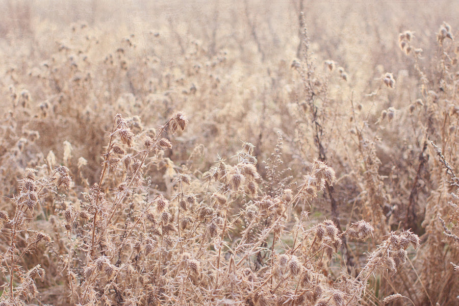 Frosty Winter Morning II by Alyson Fennell
