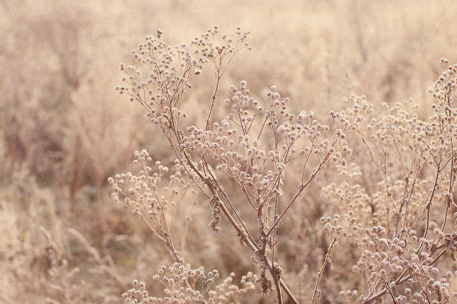 Frosty Winter Morning III by Alyson Fennell