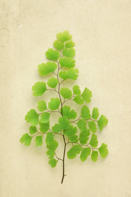 Maidenhair Fern by Alyson Fennell