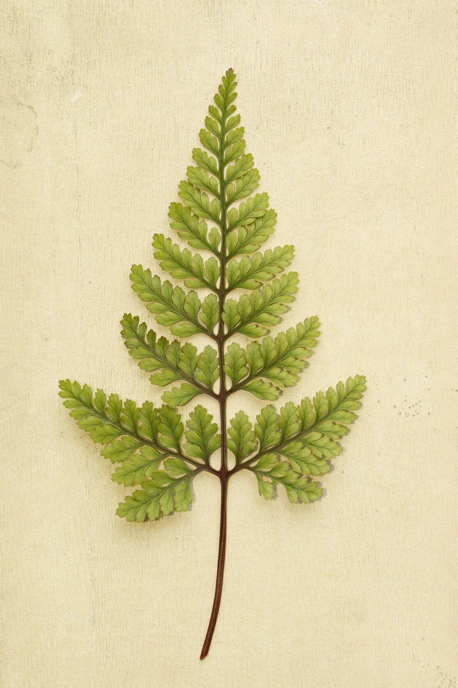 Rabbit's Foot Fern by Alyson Fennell