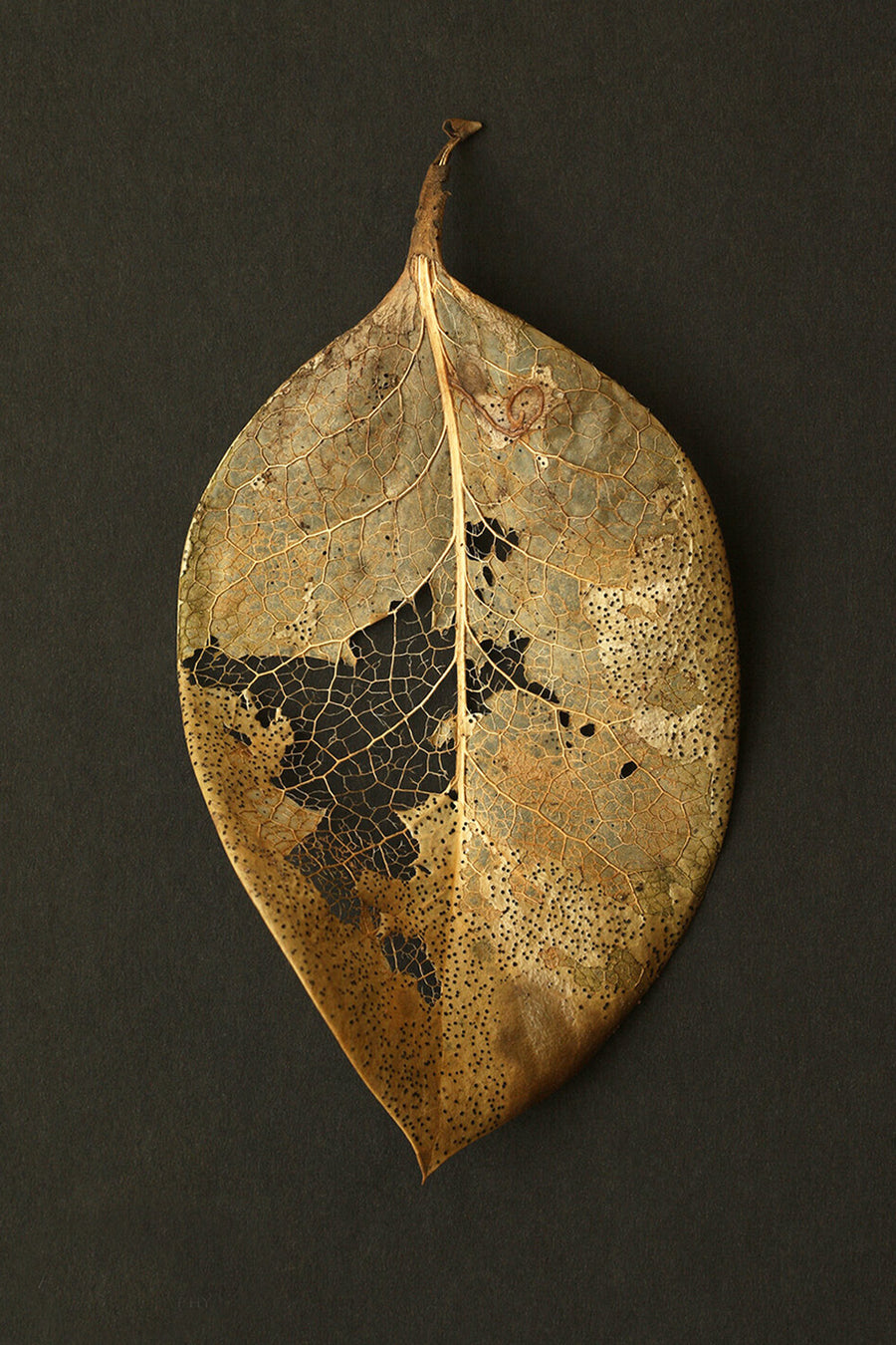Skeleton Leaf I by Alyson Fennell