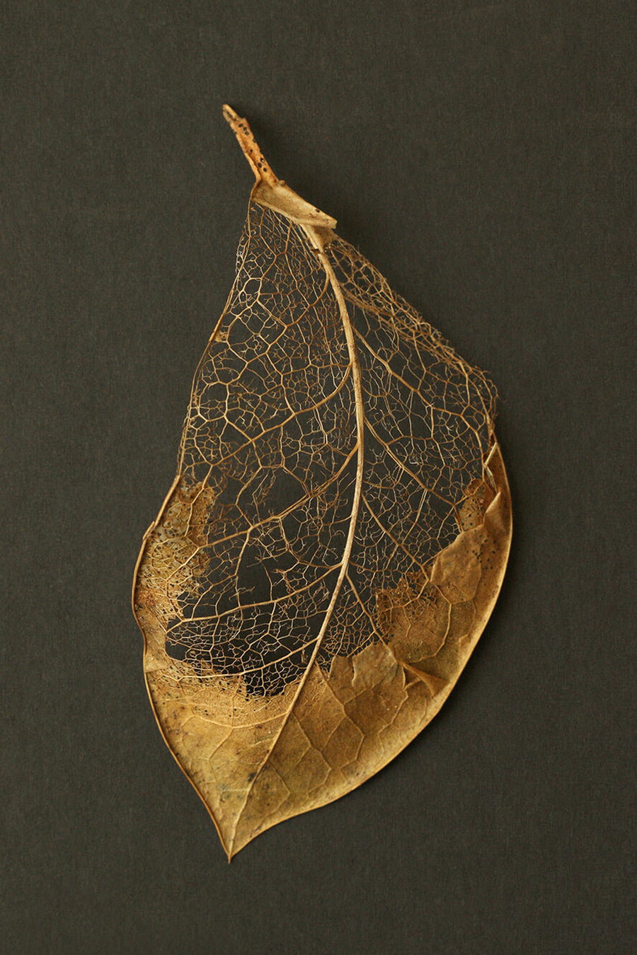 Skeleton Leaf II by Alyson Fennell