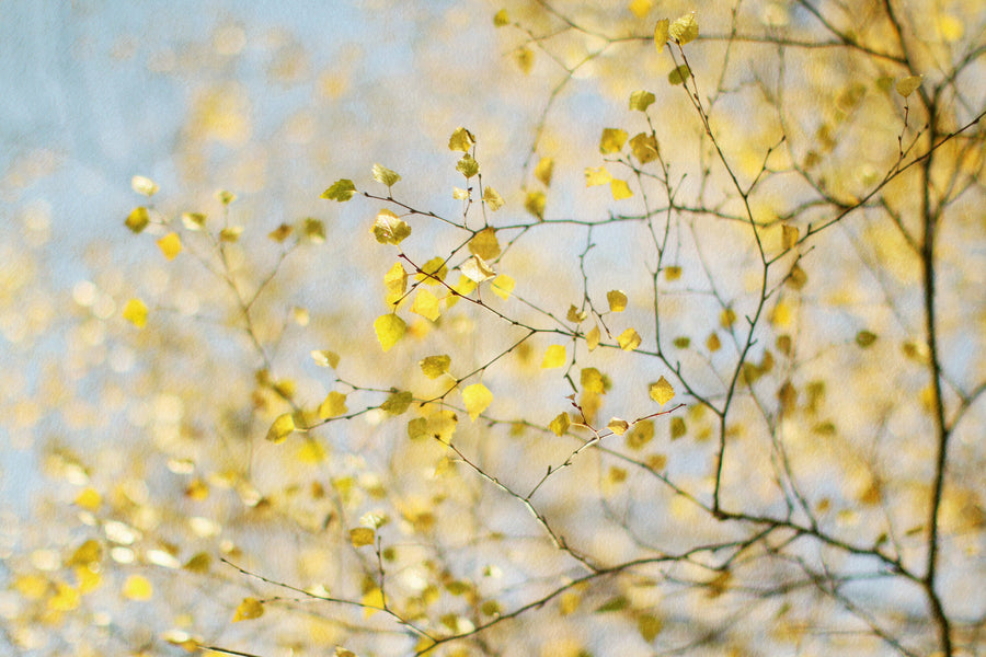 Spring Silver Birch by Alyson Fennell