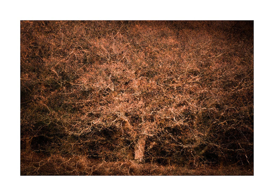 Edge Oaks 2 archival giclée print by Cathryn Baldock
