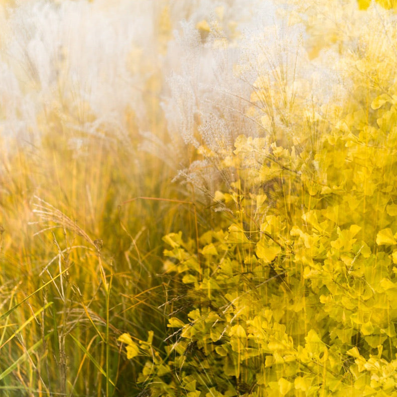 Yellow Centenary garden I archival giclée print by Cathryn Baldock