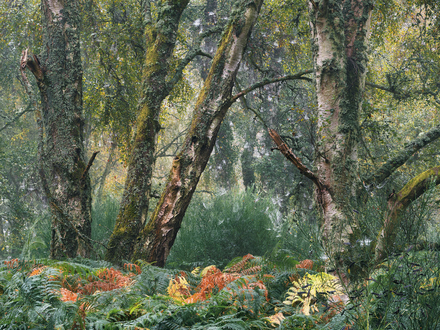 Autumn Tints Roseisle archival giclée print by Ian Cameron