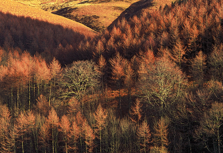 Autumnal fir cl'oak archival giclée print by Ian Cameron