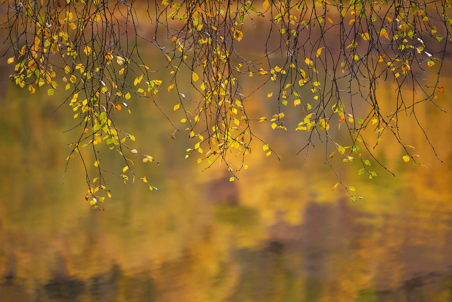 Birch Blinds archival giclée print by Ian Cameron