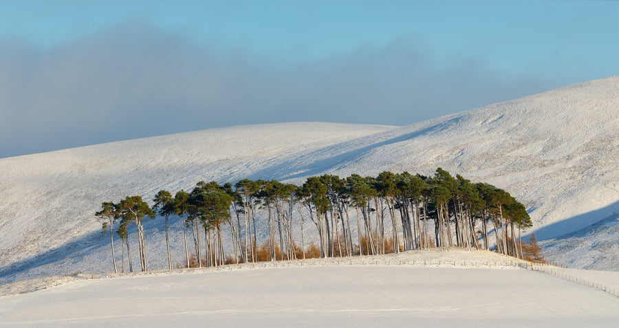 Cairngorm Pine Copse archival giclée print by Ian Cameron