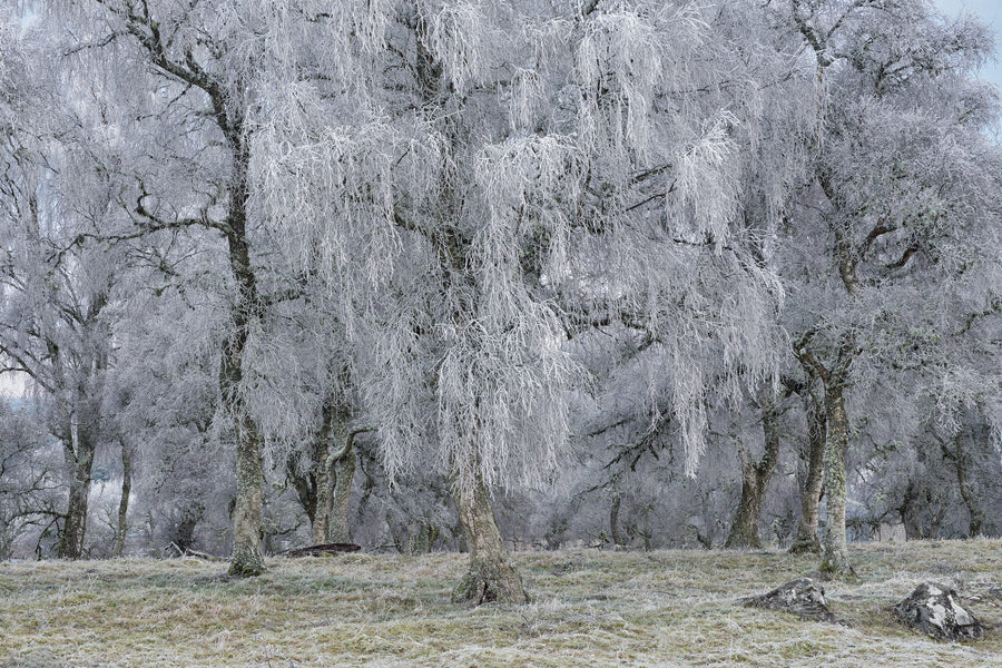 Nethy Bridge Copse archival giclée print by Ian Cameron
