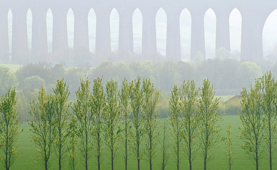 Poplar-Echos archival giclée print by Ian Cameron