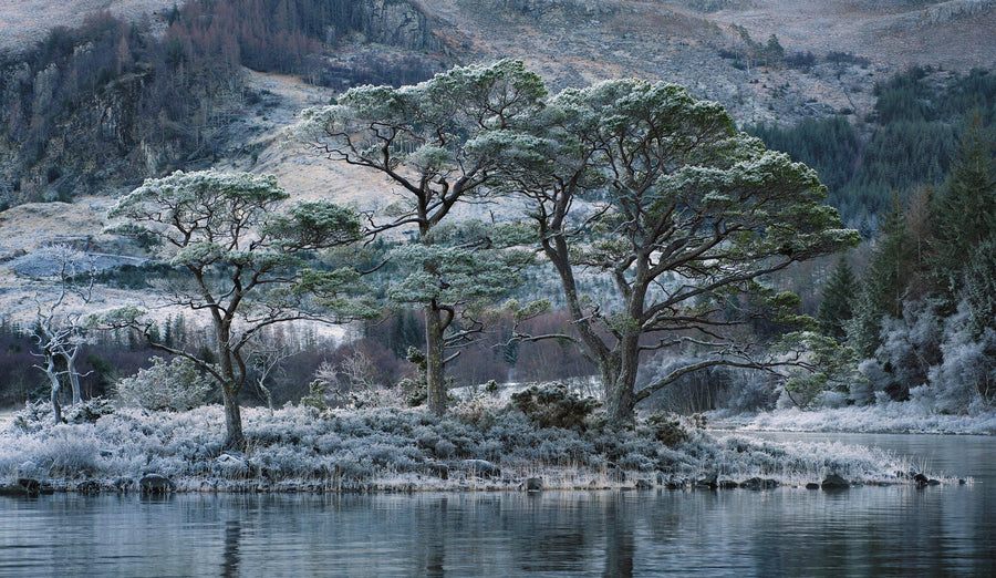 Refridgerated Pine Island archival giclée print by Ian Cameron