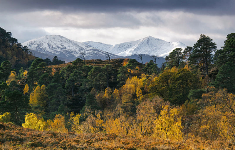 Seasonal Transition archival giclée print by Ian Cameron
