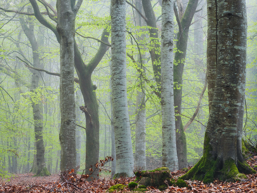 Spring-Haze-Beech-Wood archival giclée print by Ian Cameron