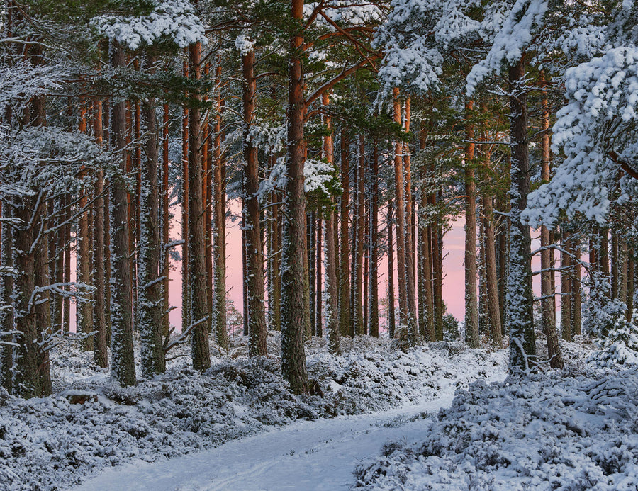 Winter Woodland Earthshadow archival giclée print by Ian Cameron