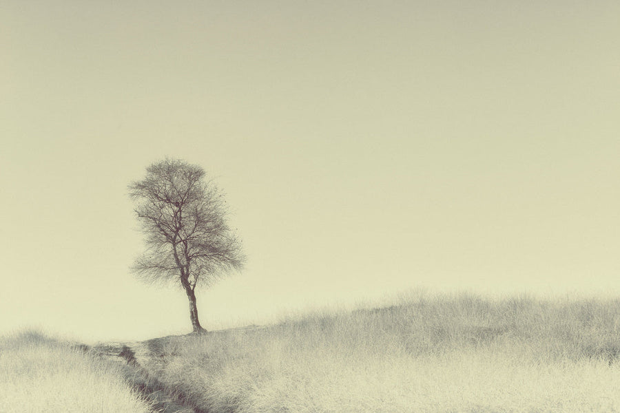 Solitary Hillside Tree archival giclée print by Jaap van den Helm