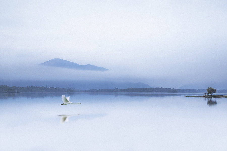 Misty Blue Swan archival giclée print by Kieran O Mahony