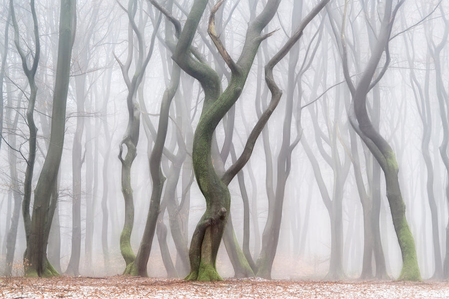 Eerie Winter Forest archival giclée print by Lars van de Goor