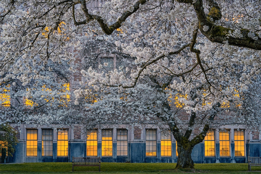 Morning at University of Washington archival giclée print by Lydia Jacobs