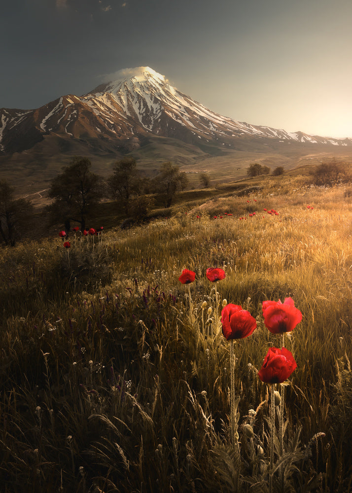 Majestic Mountain Poppies archival giclée print by Majid Behzad