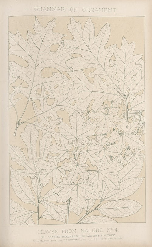 Leaves from Nature No. 4 by Owen Jones