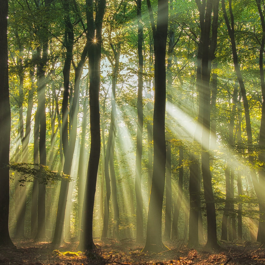 Misty Morning Sunlit Forest archival giclée print by Piet Haaksma