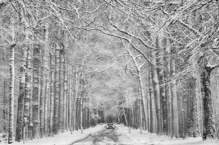 Winter Tree Lined Road archival giclée print by Saskia Dingemans