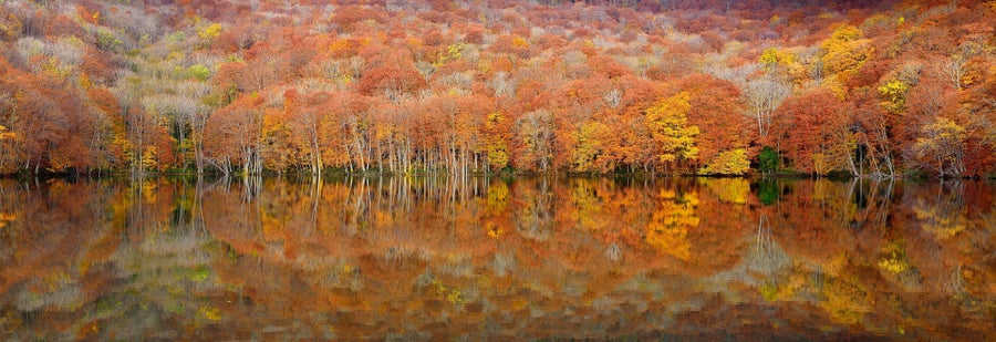 Glowing Autumn archival giclée print by Sho Shibata