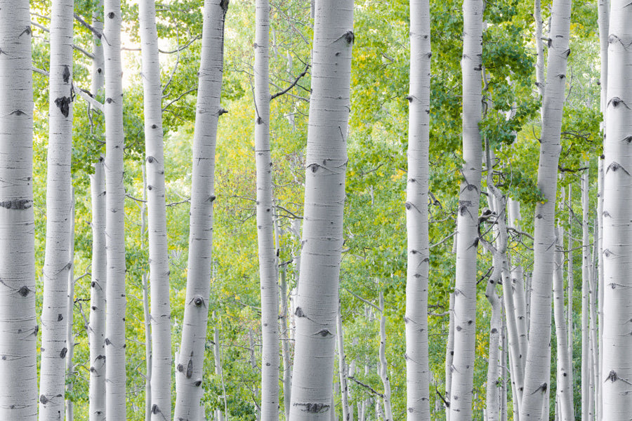 Birch Forest archival giclée print by Stefan Hefele