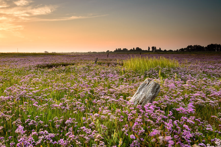 Breydon Water Saltmarsh by Steve Docwra
